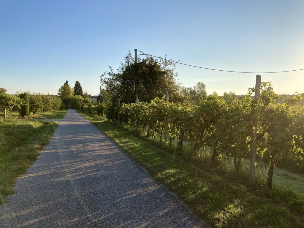 Landweg in Italien, der an Weinstöcken entlanggeht.