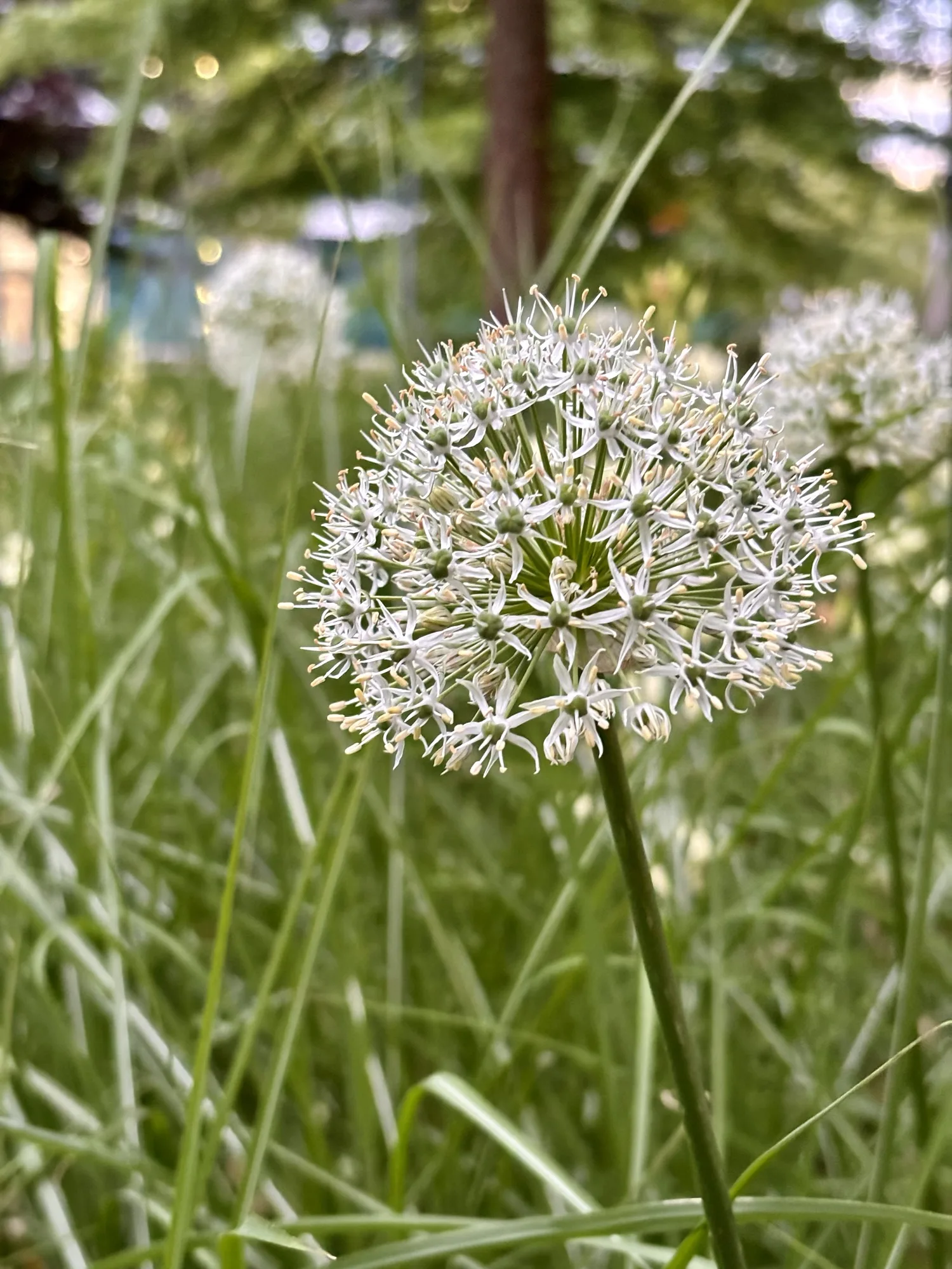 Eine Lauchblüte