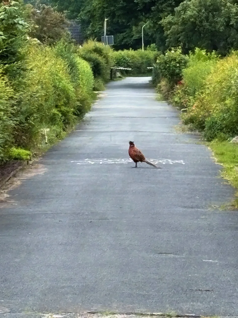 Fasan auf Straße